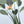 Stampa Strelitzia